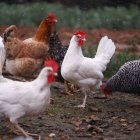 Según el ministro de Agricultura, Bernardo Manzano, las dosis estarán en el país en aproximadamente dos meses.