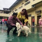 Hachi sufre de ataques epilépticos y no puede quedarse solo.