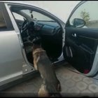 Agentes de la Dirección Antidrogas, con ayuda de un integrante de la Unidad Canina revisaron el carro.