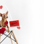 El celo dura 21 días, pero su fertilidad está entre el 8 y el 14.