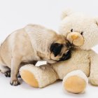 La carga hormonal de los perros aparece a partir de los dos meses.