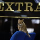 El gatito tiene tres meses, según el veterinario que lo atendió.