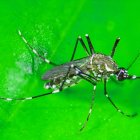 Los mosquitos machos que se liberarán son reproducidos en laboratorio y pasan por un proceso técnico de esterilización.