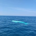 Fotos tomadas tomadas por la tripulación de la embarcación Vértigo II.