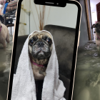 Zuka secándose luego de darse un baño en el agua filtrada dentro de su hogar.