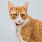 Si has decidido ponerle collar a tu gato, hazlo pero a partir de los 6 meses de edad y sin cascabel, porque los aturde.