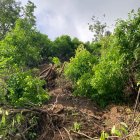 Situación. Las raíces de los árboles cuelgan donde antes era el sendero