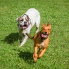 Las hembras demoran más determinar la jerarquía.