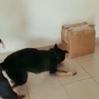 El perro alertó a sus compañeros de la Policía Antinarcóticos de su sospecha.