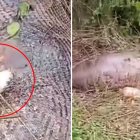 Un pitón decidió comerse una vaca, horas después el reptil no aguantó el tamaño del alimento y explotó.