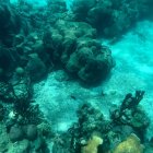 Colombia cuenta con 140.000 hectáreas de coral en el Caribe