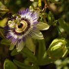 Alivia contracturas, estrés y estados de nerviosismo.