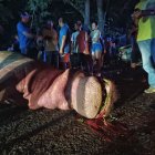 El animal murió luego del fuerte impacto que recibió de una camioneta.