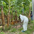 Trabajadores de una bananera hallaron el cadáver en estado de descomposición.