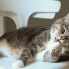 Normalmente los pelos se eliminan en las heces, sin embargo, en otras ocasiones las expulsan al vomitarlas o se acumulan generando obstrucciones en sus intestinos.