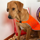 Muchos de estos perros son rescatados y luego entrenados para convertirse en lazarillos de personas invidentes.