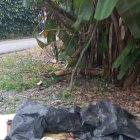 En uno de los sacos se veía la parte inferior de una pierna.