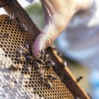 El picada de este insecto es muy dolorosa, pero la puedes calmar con productos que tienes en tu casa.
