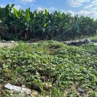 A un lado del camino, sobre la maleza encontraron a las víctimas.