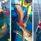 El cocodrilo cayó en las redes de pesca que se habían lanzado con el fin de capturar albacora.