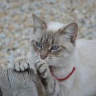 Cómprale rascadores u otro tipo de juguetes donde afilarse las uñas, así evitas que dañe tus muebles.
