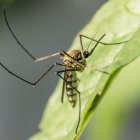 Hay olores de algunas plantas que el mosquito detesta y las puedes dentro de tu casa o en el jardín.