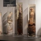 La Faloteca Nacional de Islandia: la única pinacoteca en el mundo dedicada a coleccionar, estudiar y presentar el pene humano y animal está en Reikiavik.