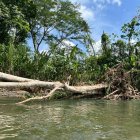 Pese a lo inhóspito que es el camino fronterizo, en lo que va del año esta selva ha sido atravesada por más de 170.000 migrantes.