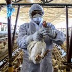 Debido a la rápida evolución de la gripe aviar, los virólogos piden a los países vacunar inmediatamente a sus aves.