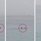 Secuencia del ataque del tiburón  al turista ruso Vladimir Popov.