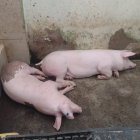 Cerdos fueron decomisados de la cárcel de Santo Domingo.