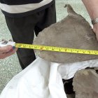 Del total de aletas 27,6 toneladas fueron encontradas la semana pasada en una misma compañía, durante un operativo en el estado de Santa Catarina