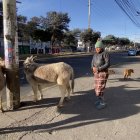 Por las mañanas las personas acuden a estos puestos distribuidos en el sur de Quito, para comprar la leche de burra.