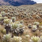 El Páramo ejecuta una de las funciones más importantes para la lucha contra el calentamiento global.