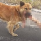 La imagen fue captada por moradores que descubrieron al perro con la extremidad