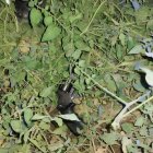 Este es el arma que habría utilizado el delincuente abatido.