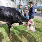 La vaca fue encontrada en una autopista, en Quito.