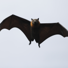 Piden analizar a murciélagos para identificar nuevos coronavirus.