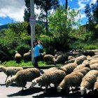Luisa Gonzáez caminando junto a borregos