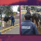 La joven vaca fue atendida por especialistas y luego pasó a manos de un nuevo cuidador.
