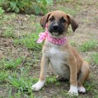 Haz feliz y sé feliz con una mascota rescatada.