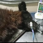 El perrito tiene aproximadamente ocho años y se encuentra recuperándose.