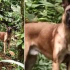 Este es el perro que apareció deambulando por las selvas de Caquetá