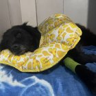 El perrito tiene miedo y no quiere comer. Tuvieron que extirparle el bazo.