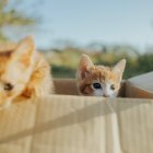 Los gatos gustan de dormir en cartones porque son calientitos.