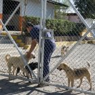 Zeus está en un centro de acogida en Calderón, pero por ser parte de un proceso judicial no se lo puede ver.