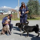 Cuando los perritos tienen problemas de socialización son llevados con bozal y se los acerca poco a poco con otros ejemplares.