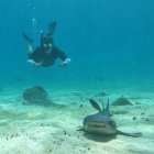 Muchos turistas acuden a las islas Galápagos para realizar esnórquel y buceo.