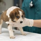 Si tu mascota se envenenó no debes perder tiempo. Llévalo al veterinario antes de que sea muy tarde.