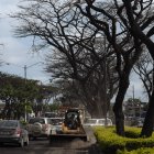 Sitio. Algunos árboles lucen sin hojas y otros han sido podados.